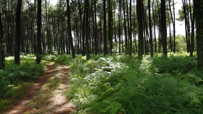 La forêt des Landes de Gascogne