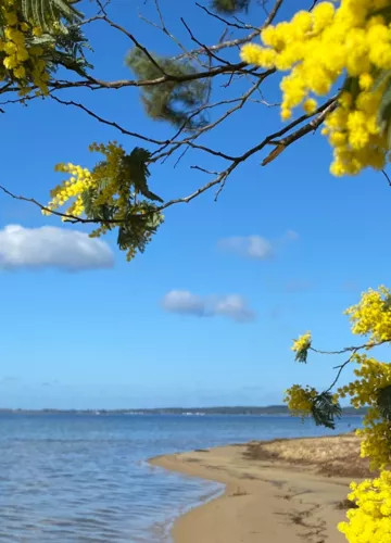 mimosa-landes-biscarrosse.png