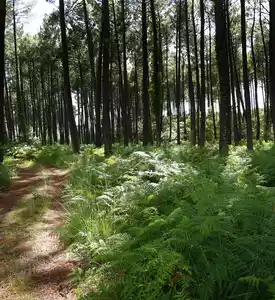 Se ressourcer dans la Forêt des Landes