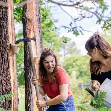 Démonstration de gemmage dans les landes