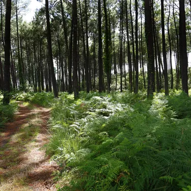 La forêt des Landes de Gascogne