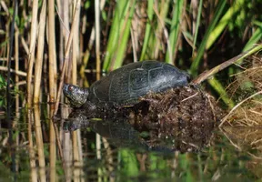 tortue-cistude-marais-sainte-eulalie-en-born