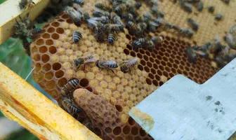 Découverte de l'apiculture et du miel des Landes de Gascogne