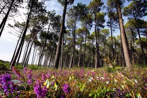 Aire naturelle de camping Les Bruyères